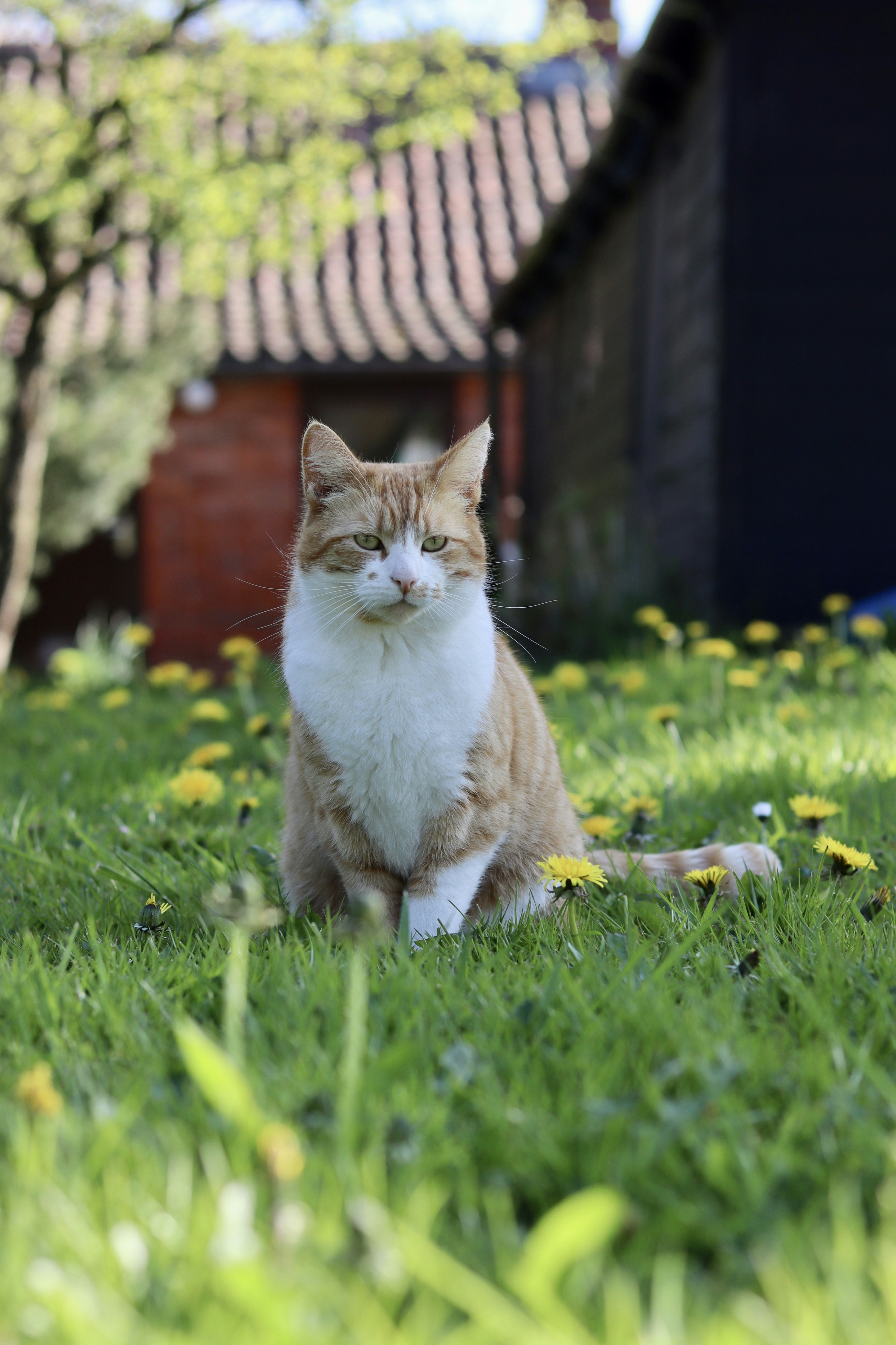 cat sitting in grass with dandelions